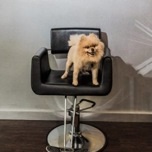 Lavish Hair Studio Romeo Salon Dog Pittsburgh Hair Salon